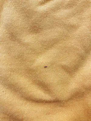 Coleman/コールマン/Tシャツ/カットソー/トップス/オレンジ/L